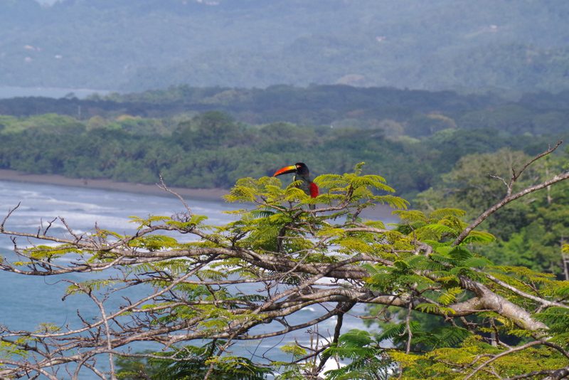 TOUCAN COSTA RICA