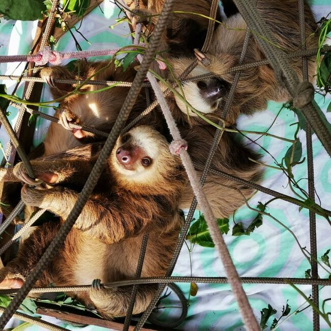 PARESSEUX COSTA RICA