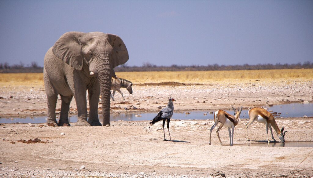 Namibie sauvage à 2 : rencontres inoubliables